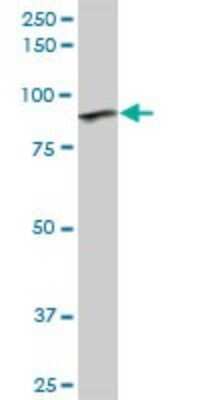 Western Blot: GOLGA5 Antibody [H00009950-B01P]