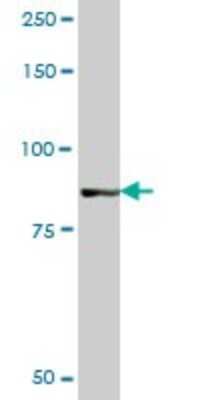 Western Blot: GOLGA5 Antibody [H00009950-B01P]