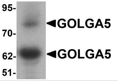 Western Blot: GOLGA5 AntibodyBSA Free [NBP2-81734]