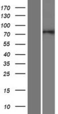 Western Blot: GOLGA5 Overexpression Lysate [NBP2-07788]