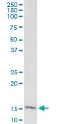 Immunoprecipitation: GOLGA7 Antibody (2H8) [H00051125-M01]
