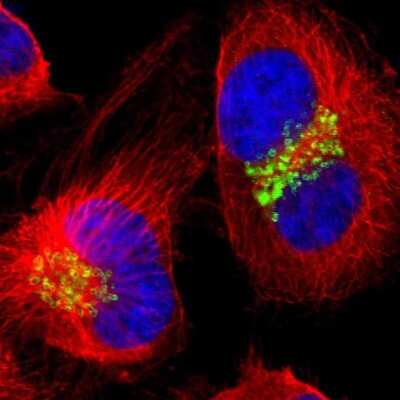 Immunocytochemistry/ Immunofluorescence: GOLGB1/Giantin Antibody [NBP1-91938]