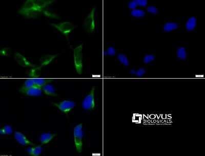 Immunocytochemistry/ Immunofluorescence: GOLM1 Antibody [NBP1-50627]