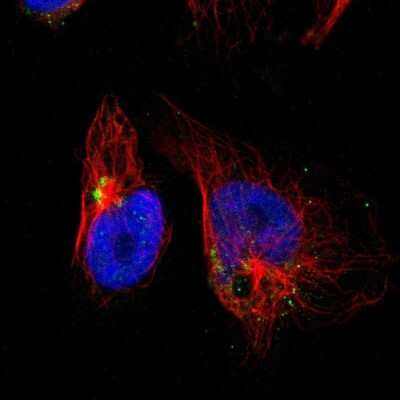 Immunocytochemistry/ Immunofluorescence: GOLM1 Antibody [NBP1-88774]