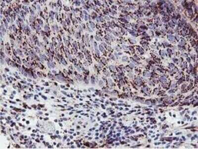 Immunohistochemistry-Paraffin: GOLM1 Antibody (OTI4B12) [NBP2-01639]