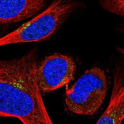 Immunocytochemistry/ Immunofluorescence: GOLPH3 Antibody [NBP2-58286]