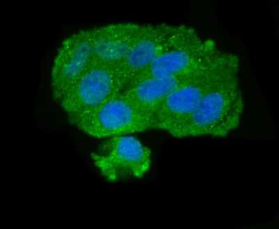 Immunocytochemistry/ Immunofluorescence: GOLPH3 Antibody [NBP2-75515]