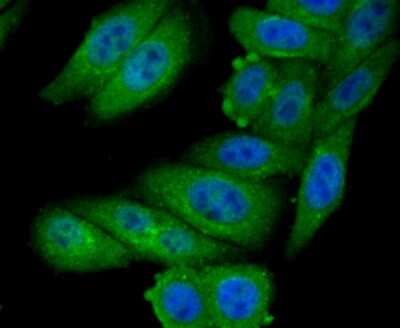 Immunocytochemistry/ Immunofluorescence: GOLPH3 Antibody [NBP2-75515]