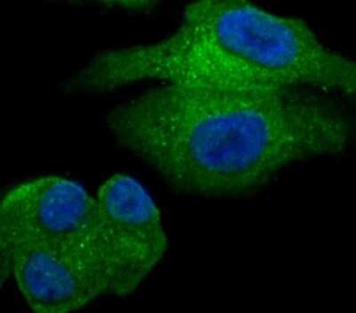 Immunocytochemistry/ Immunofluorescence: GOLPH3 Antibody [NBP2-75515]