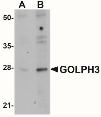Western Blot: GOLPH3 AntibodyBSA Free [NBP1-76241]