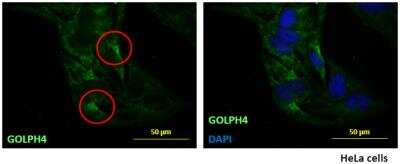 Immunocytochemistry/ Immunofluorescence: GOLPH4 Antibody (5E11) [H00027333-M01]
