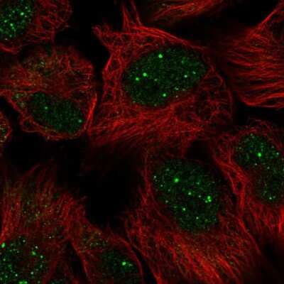 Immunocytochemistry/ Immunofluorescence: GON4L Antibody [NBP2-56675]