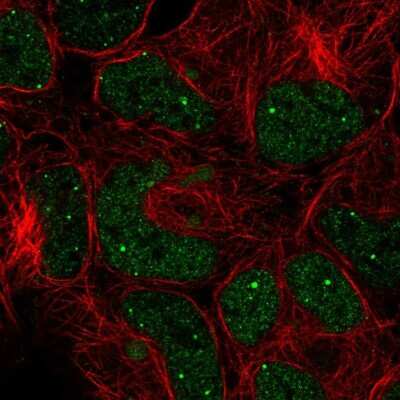 Immunocytochemistry/ Immunofluorescence: GON4L Antibody [NBP2-57405]