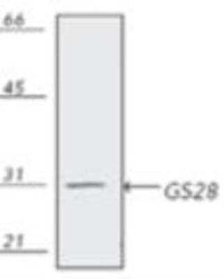 Western Blot: GOSR1 Antibody (HFD9) [NBP1-97437]