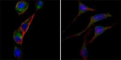 Immunocytochemistry/ Immunofluorescence: GOT2 Antibody (3E9) - BSA Free [NBP1-47469]