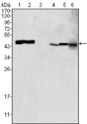 Western Blot: GOT2 Antibody (3E9)BSA Free [NBP1-47469]