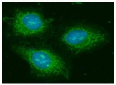 Immunocytochemistry/ Immunofluorescence: GOT2 Antibody (8B11) - BSA Free [NBP2-59428]