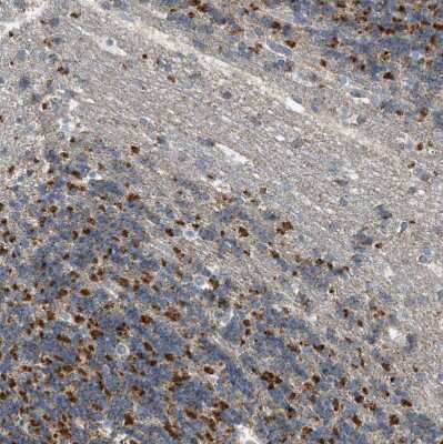 Immunohistochemistry-Paraffin: GOT2 Antibody [NBP1-81565]