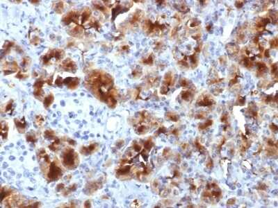Immunohistochemistry-Paraffin: GP2 Antibody (GP2/1712) - Azide and BSA Free [NBP2-54416]