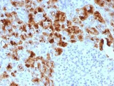 Immunohistochemistry-Paraffin: GP2 Antibody (GP2/1803) - Azide and BSA Free [NBP2-75781]