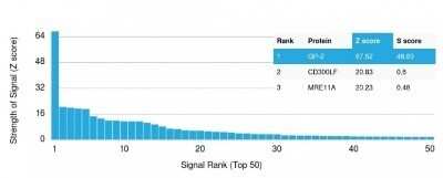 Protein Array: GP2 Antibody (GP2/1803) - Azide and BSA Free [NBP2-75781]
