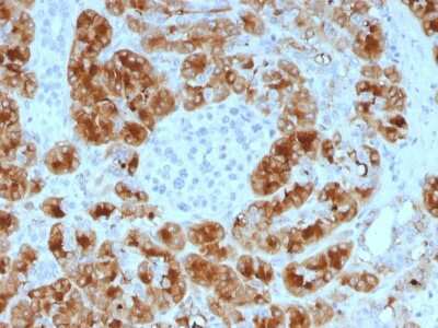 Immunohistochemistry-Paraffin: GP2 Antibody (GP2/1805) - Azide and BSA Free [NBP3-08215]