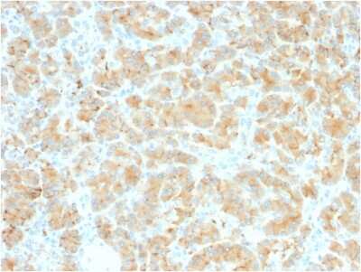 Immunohistochemistry-Paraffin: GP2 Antibody (GP2/2569R) - Azide and BSA Free [NBP3-08242]