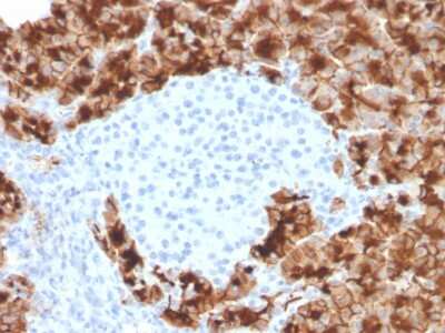 Immunohistochemistry-Paraffin: GP2 Antibody (GP2/3416) - Azide and BSA Free [NBP3-08216]