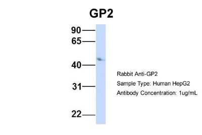 Western Blot: GP2 Antibody [NBP1-59912]