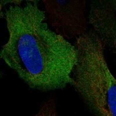 Immunocytochemistry/ Immunofluorescence: GPAA1 Antibody [NBP3-17254]
