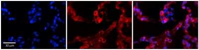 Immunohistochemistry: GPAA1 Antibody [NBP1-62435]