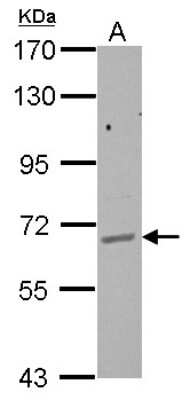 Western Blot: GPAA1 Antibody [NBP2-16709]