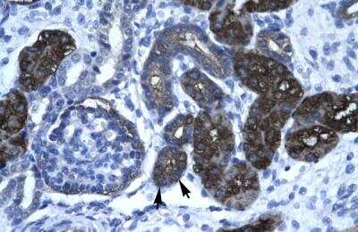 Immunohistochemistry-Paraffin: GPBP Antibody [NBP1-80012]