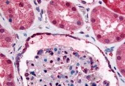 Immunohistochemistry-Paraffin: GPCR GPR89 Antibody - BSA Free [NB100-58981]