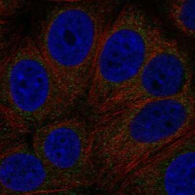Immunocytochemistry/ Immunofluorescence: GPCR GPR89 Antibody [NBP2-55925]