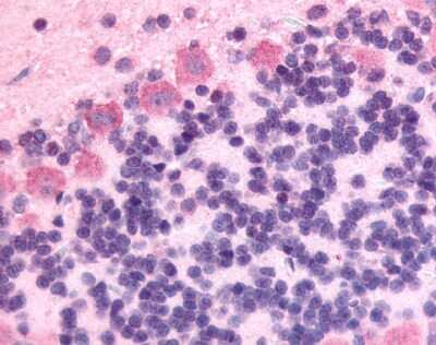 Immunohistochemistry-Paraffin: GPCR GPR89 Antibody - BSA Free [NLS1733]