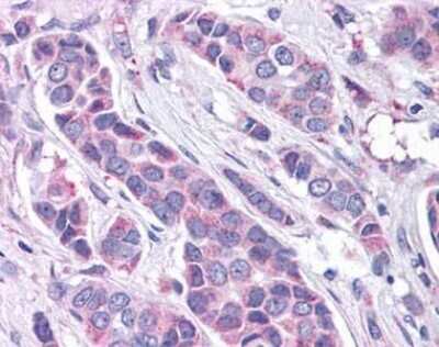 Immunohistochemistry-Paraffin: GPER/GPR30 Antibody - BSA Free [NLS4290]