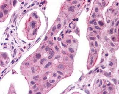 Immunohistochemistry-Paraffin: GPER/GPR30 Antibody - BSA Free [NLS4290]