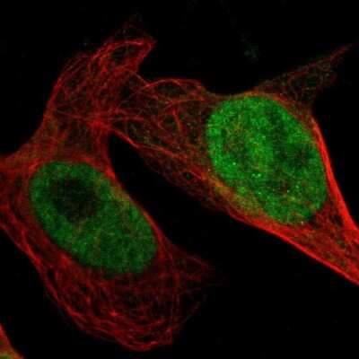 Immunocytochemistry/ Immunofluorescence: GPKOW Antibody [NBP1-81801]