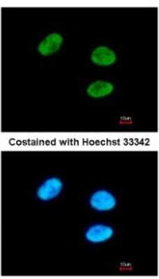 Immunocytochemistry/ Immunofluorescence: GPKOW Antibody [NBP2-16713]