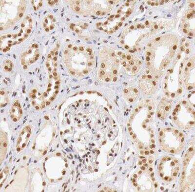 Immunohistochemistry-Paraffin: GPKOW Antibody [NBP1-81801]