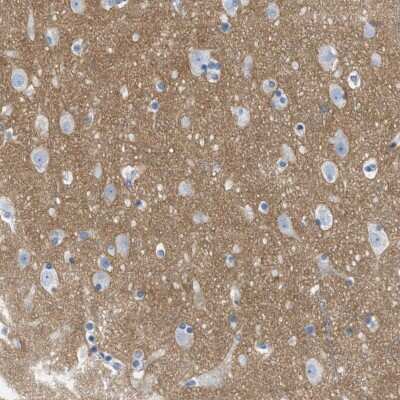 Immunohistochemistry-Paraffin: GPM6A Antibody [NBP1-81799]