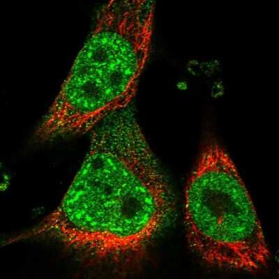 Immunocytochemistry/ Immunofluorescence: GPN3 Antibody [NBP2-30372]