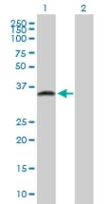 Western Blot: GPN3 Antibody [H00051184-B01P]