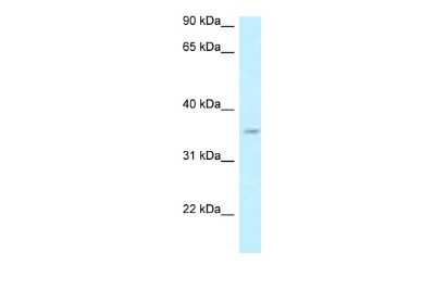 Western Blot: GPN3 Antibody [NBP2-87520]