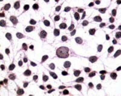 Immunocytochemistry: GPR1 Antibody - BSA Free [NLS74]