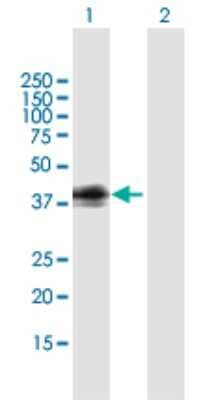 Western Blot: GPR1 Antibody [H00002825-B01P]