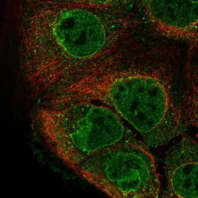 Immunocytochemistry/ Immunofluorescence: GPR114 Antibody [NBP1-87285]