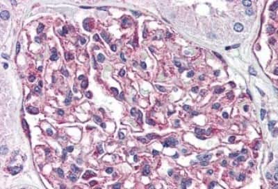 Immunohistochemistry-Paraffin: GPR116 Antibody [NBP3-14341]