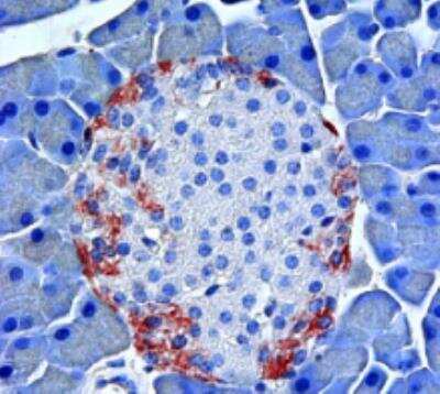 Immunohistochemistry: GPR119 Antibody [NBP2-47661]
